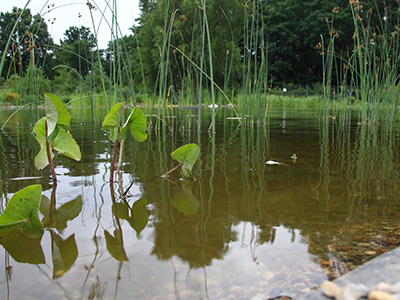 ogrod-naturalistyczny